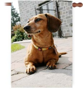 Surprise your loved one with a photo only house flag of their beloved pet!